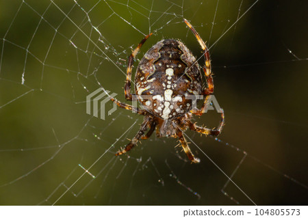 Spider Araneus diadematus with a cross on its back on a web against a tree background 104805573