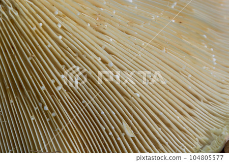 Selective focus,close-up of abstract caps of champignon mushroom bottom view. Food background, macrophotography of a mushroom Selective focus,close-up of abstract caps of champignon mushroom bottom view. Food background, macrophotography of a mushroom 104805577
