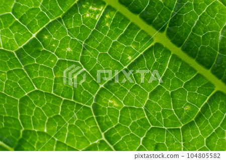 Abstract green leaves texture for background. Natural environment, ecological concept 104805582