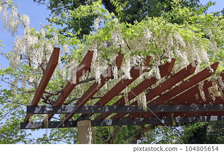Wisteria at Misumi Park 104805654