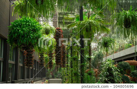 Green ornamental plant in hanging baskets. Plants in hanging pot decoration in charming garden. Care of hanging plant in baskets concept. Indoor hanging garden to reduce dust. Natural air purifier. 104805696