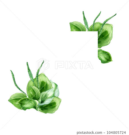 Frame of plantago broadleaf medicinal plant watercolor illustration isolated on white background. Plantain, green leaves, useful herb, psyllium hand drawn. Design for label, package, postcard 104805724