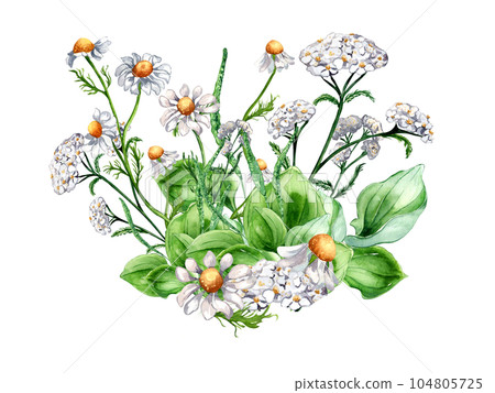 Bouquet of meadow medicinal flower, herb plants watercolor illustration isolated on white background. Daisy, camomile, plantain, achillea millefolium hand drawn. Design for label, package, postcard 104805725