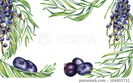 Frame of bunch acai berries and palm leaves watercolor illustration isolated on white. Exotic amazon small purple berries, tropical fruit hand drawn. Design element for wrapping, packaging, label Frame of bunch acai berries and palm leaves watercolor illustration isolated on white. Exotic amazon small purple berries, tropical fruit hand drawn. Design element for wrapping, packaging, label 104805731