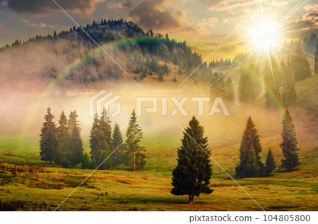 cold fog in the valley with coniferous forest in mountains of Romania at sunset. beautiful countryside scenery with rainbow in evening light cold fog in the valley with coniferous forest in mountains of Romania at sunset. beautiful countryside scenery with rainbow in evening light 104805800