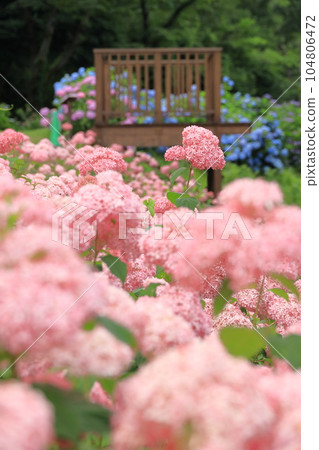 Tokyo Summerland Wonderful Nature Village Hydrangea Garden Pink Annabelle 104806472