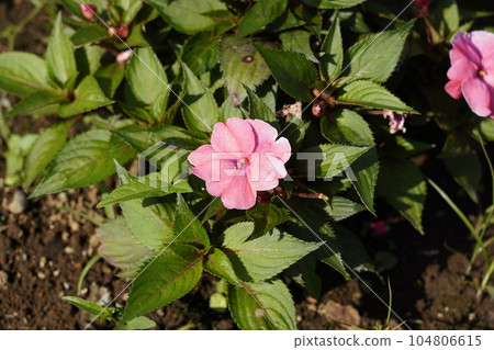 African spinach African spinach 104806615