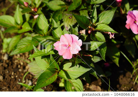 African spinach African spinach 104806616