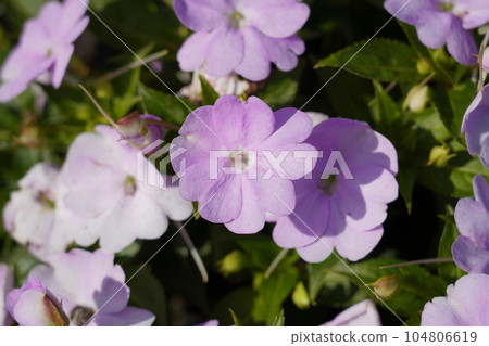 非洲菠菜 非洲菠菜 104806619