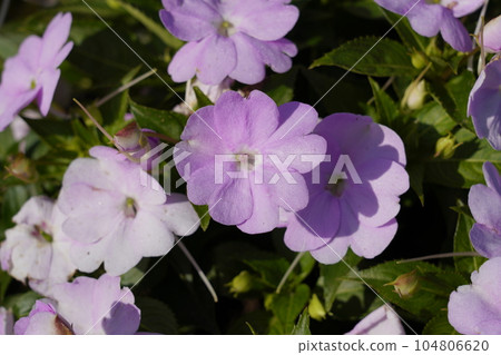 非洲菠菜 非洲菠菜 104806620