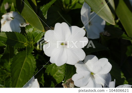 非洲菠菜 104806621