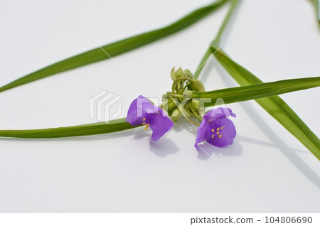 Flower of Tradescantia on white background Flower of Tradescantia on white background 104806690