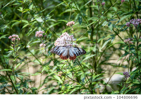 Chestnut tiger butterfly in Heikedani Iris Garden, Fukuyama City, Hiroshima Prefecture 104806696