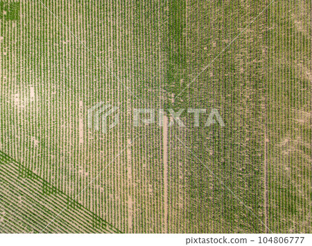 Aerial drone top view of cultivated green corn field, abstract texture of agricultural plantation 104806777