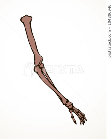 Vector drawing. Bones of the arm and shoulder 104806946