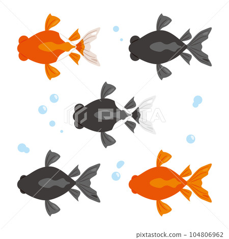 goldfish seen from above 104806962