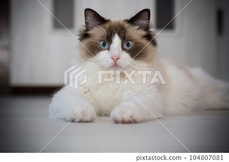 Young beautiful purebred Ragdoll cat at home 104807081