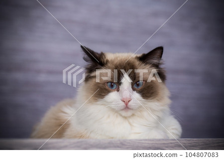 Young beautiful purebred Ragdoll cat at home Young beautiful purebred Ragdoll cat at home 104807083