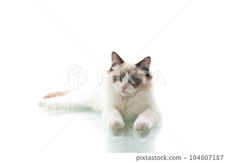 Young beautiful Ragdoll cat on white background 104807187