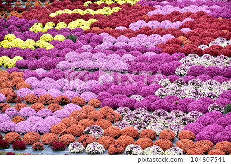 花園媽媽花畑世羅高原農場 104807541