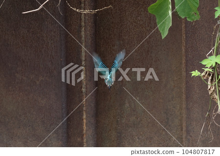 Young kingfisher diving 104807817
