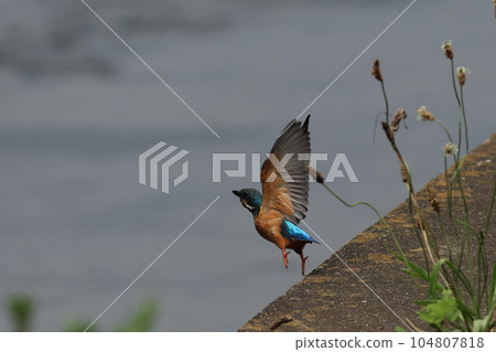 年輕的翠鳥起飛 年輕的翠鳥起飛 104807818