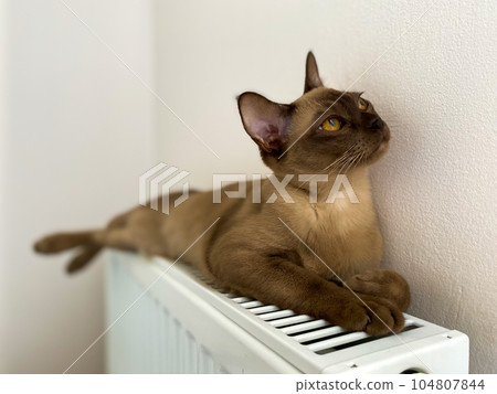 Burmese female chocolate cat at home. Young pure breed burmese cat. 104807844