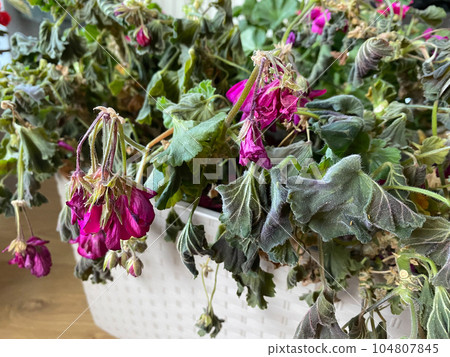 Plant Pelargonuim restores after bad care. No water and no sunshine. Pelargonuim dried after winter in garage. 104807845