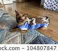 Postoperative bandage on a burmese cat. Home care of a pet after a cavitary operation (castration, sterilization). Post-operative Car. Pet sterilization concept. Adorable female cat in special suit 104807847