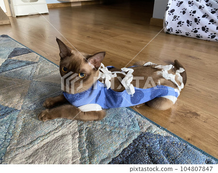 Postoperative bandage on a burmese cat. Home care of a pet after a cavitary operation (castration, sterilization). Post-operative Car. Pet sterilization concept. Adorable female cat in special suit 104807847