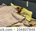 Postoperative bandage on a burmese cat. Home care of a pet after a cavitary operation (castration, sterilization). Pet sterilization concept. Adorable female cat have a rest after operation in special 104807848