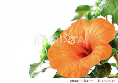 Vivid Hibiscus Summer Breeze Vivid Hibiscus Summer Breeze 104808042