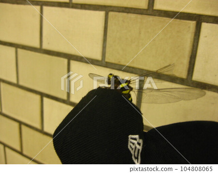 oniyama and hat 104808065