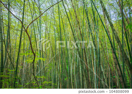 [武士道]竹林[馬籠通] 104808099