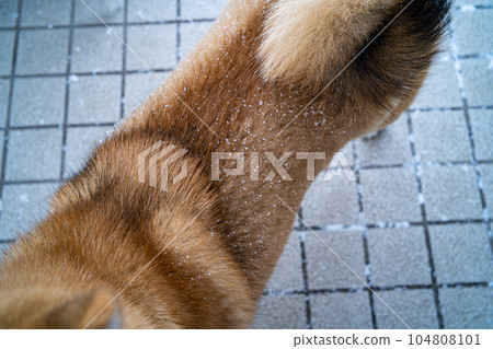 Shiba Inu和雪 Shiba Inu和雪 104808101