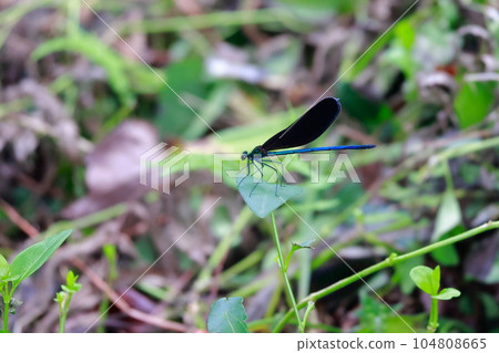 豆娘棲息在一片葉子上 104808665