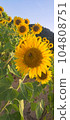 Sunflowers and bees 104808751