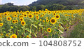 Sunflower field 104808752
