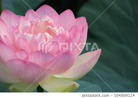 蓮花 蓮花 104809124