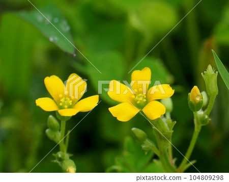 Yellow oxalis flowers and buds after rain (close-up of yellow oxalis) Yellow oxalis flowers and buds after rain (close-up of yellow oxalis) 104809298