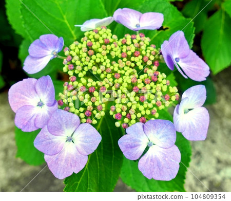 Hydrangea flowers in Shimoda Park 104809354