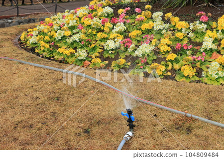 Watering the flower bed Automatic sprinkler Watering the flower bed Automatic sprinkler 104809484