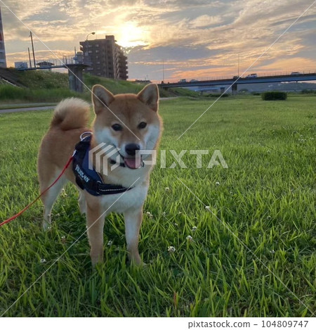 柴犬和日落 柴犬和日落 104809747