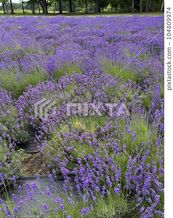 diagonally from lavender diagonally from lavender 104809974