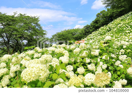 Annabelle Snow Mountain in Tokyo Summer Land Wandful Nature Village Hydrangea Garden Annabelle Snow Mountain in Tokyo Summer Land Wandful Nature Village Hydrangea Garden 104810000