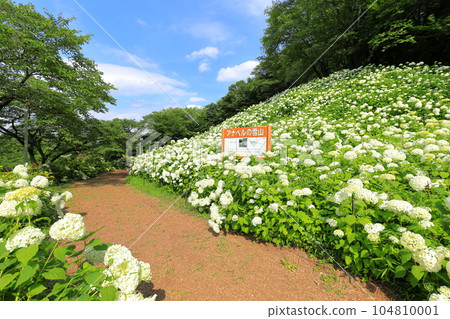 Annabelle Snow Mountain in Tokyo Summer Land Wandful Nature Village Hydrangea Garden 104810001