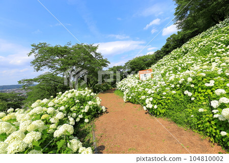 Annabelle Snow Mountain in Tokyo Summer Land Wandful Nature Village Hydrangea Garden Annabelle Snow Mountain in Tokyo Summer Land Wandful Nature Village Hydrangea Garden 104810002