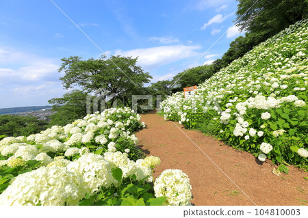 東京夏田安娜貝爾雪山旺季自然村繡球花園 東京夏田安娜貝爾雪山旺季自然村繡球花園 104810003