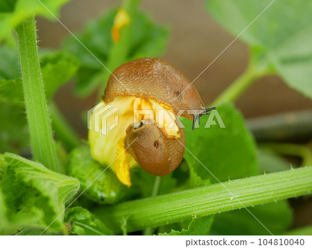 Spanish slug pest patty pan Arion vulgaris close-up snail parasitizes pattypan squash flower bloom blossom patty pan Cucurbita pepo patissoniana summer squash moving garden, eating ripe plant crops 104810040