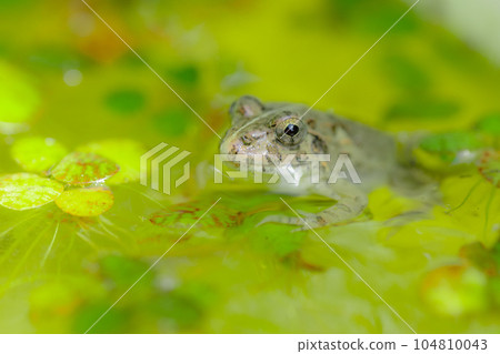 一隻懶惰的熊抓著水草 104810043